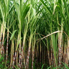 Sugar Cane Plants