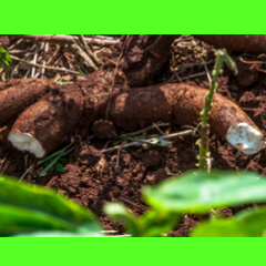 Yucca Root Harvest